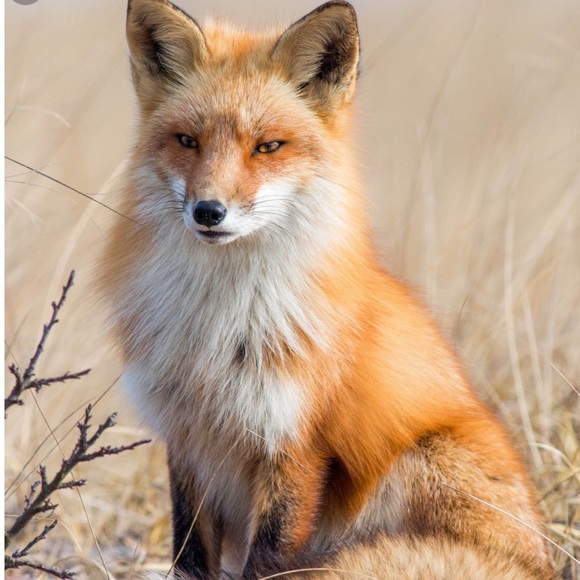 🦊Meet your Posher BETH STARR🦊!! - Picture 5 of 6